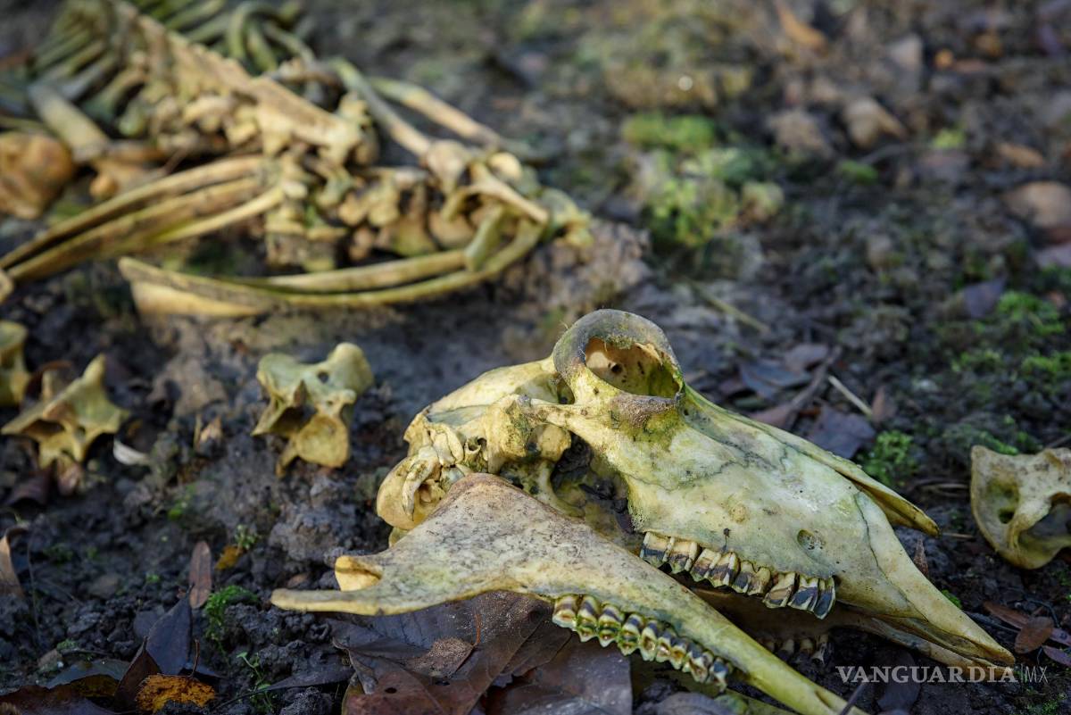 $!Cráneo y huesos de una oveja en descomposición.
