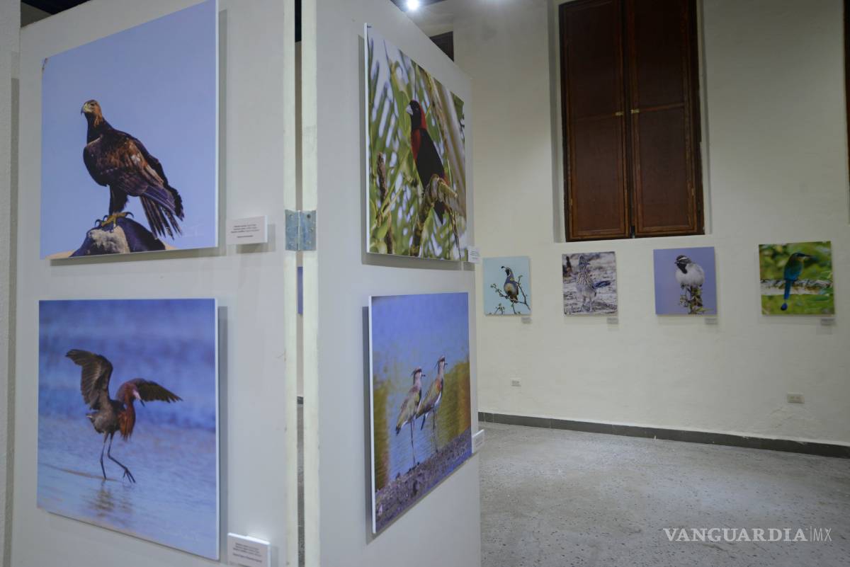 $!Muestra 'Aves de México' evidencia el colorido mosaico que esta especie crea en nuestro país