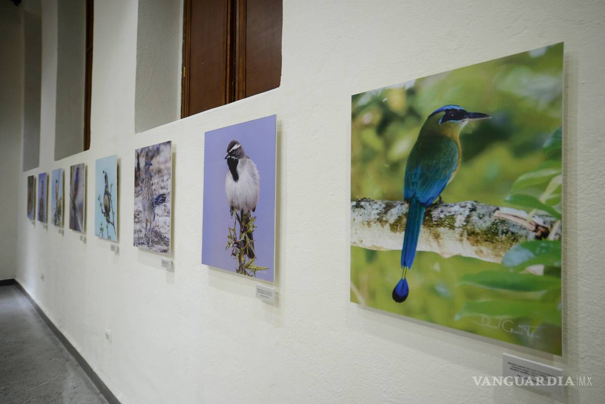 $!Muestra 'Aves de México' evidencia el colorido mosaico que esta especie crea en nuestro país
