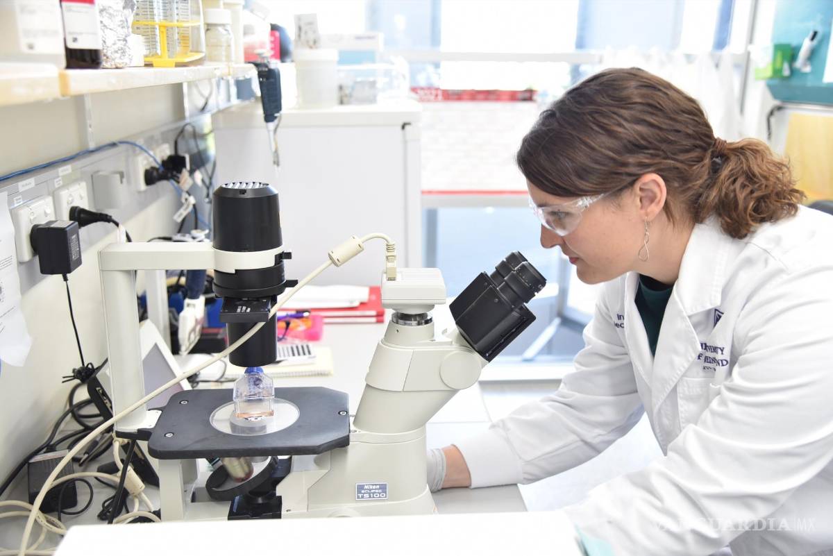 $!La doctora Meredith Redd analizando una molécula. EFE/The University of Queensland/Victor Chang Cardiac Research Institute