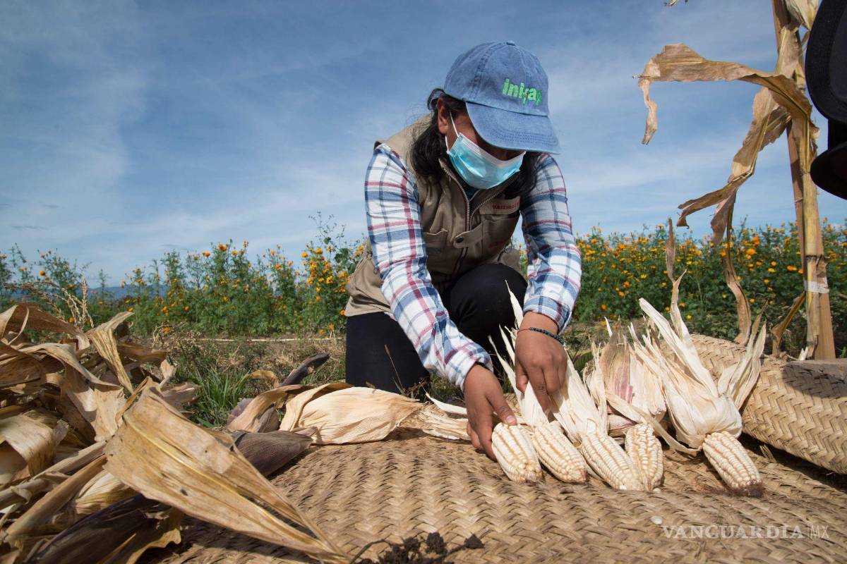 $!La productividad del campo mexicano enfrenta retos estructurales frente a la ventaja logística y producción récord de competidores como Estados Unidos.