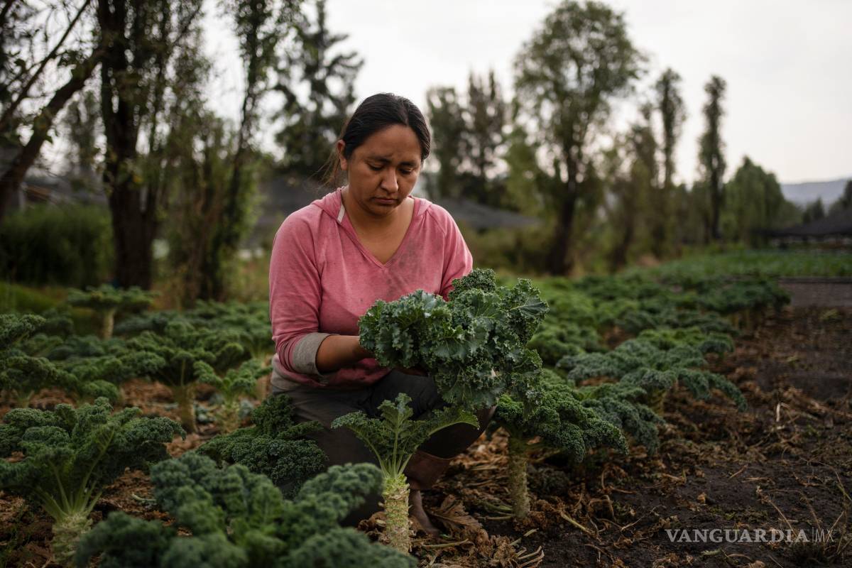 $!Cassandra Garduño cosecha col rizada en su chinampa en San Gregorio Atlapulco, un municipio de la Ciudad de México.