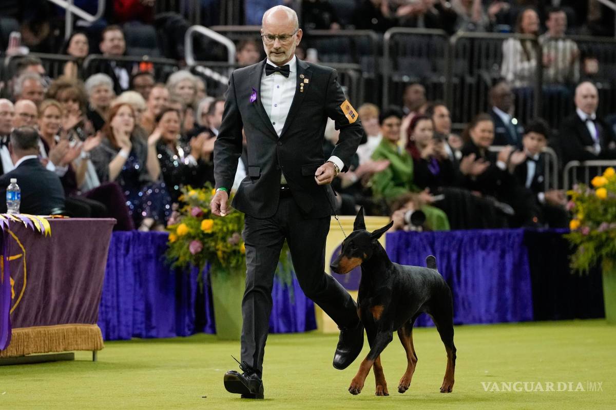 $!Penny, una dóberman pinscher, compite en la evaluación del premio Best in Show del 150ma Concurso Canino del Westminster Kennel Club, en Nueva York.