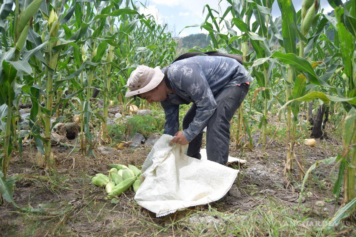 Se desploma 40% producción de maíz en México; importación alcanza récord