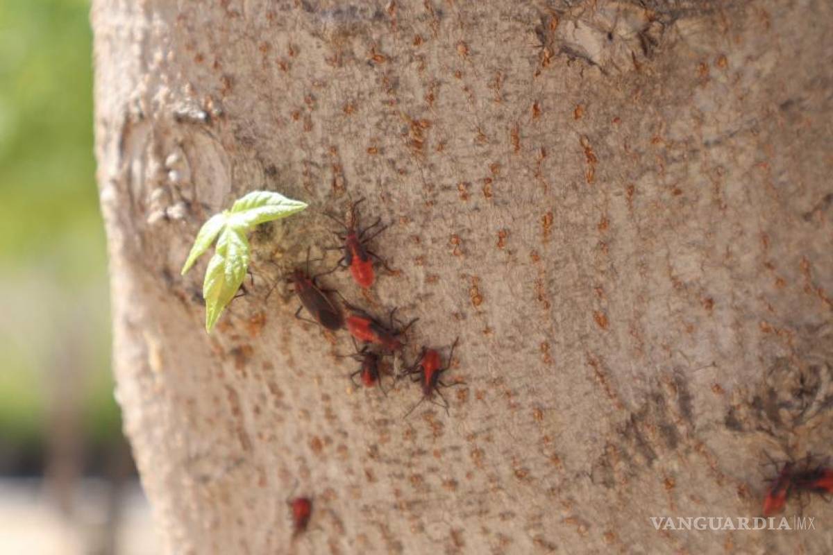 $!Según el documento, los insectos permanecen en los árboles durante la primavera y el verano y “comen vegetación baja y semillas viejas que se encuentran en el suelo”.