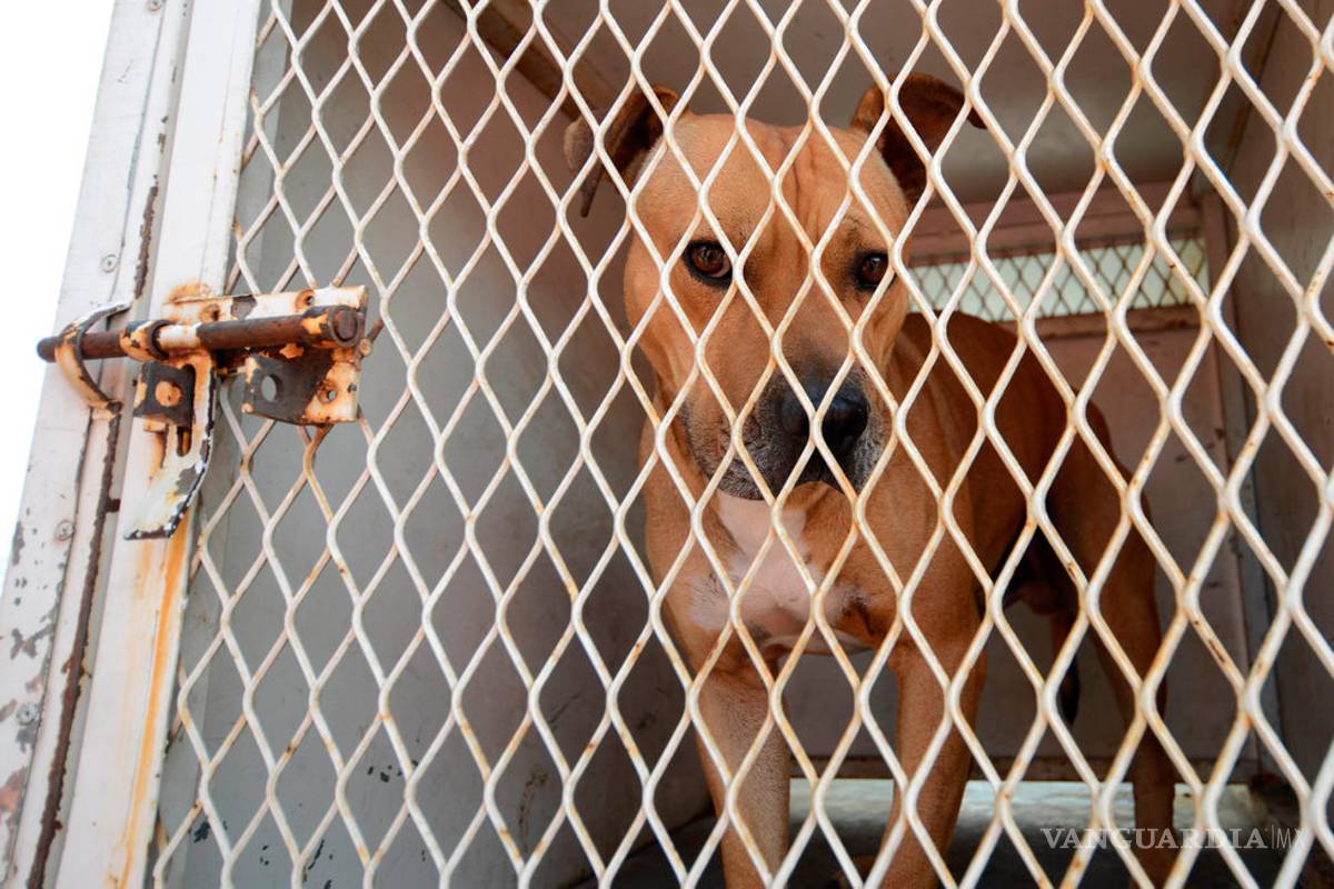 Empeora salud de Iker, el niño atacado por pitbull en Saltillo