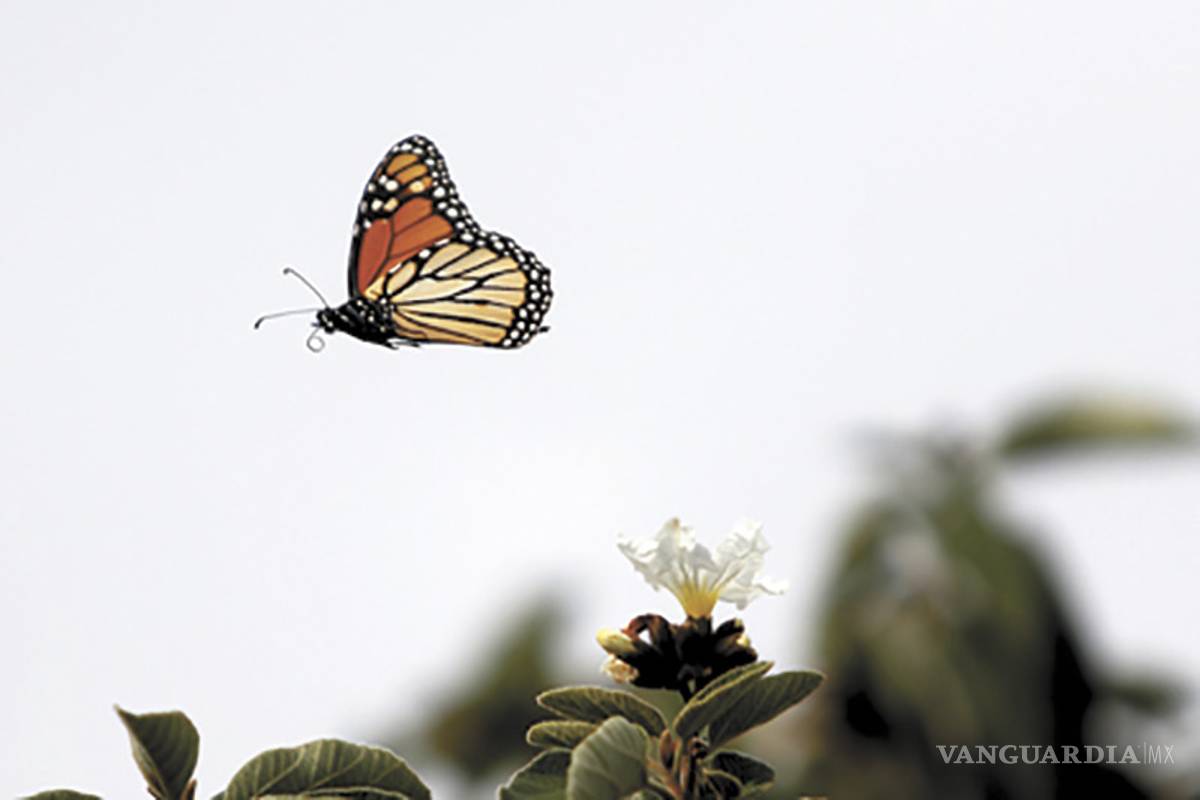 $!Crean Santuario de la mariposa monarca en Parque Las Maravillas, un hábitat de protección en Saltillo