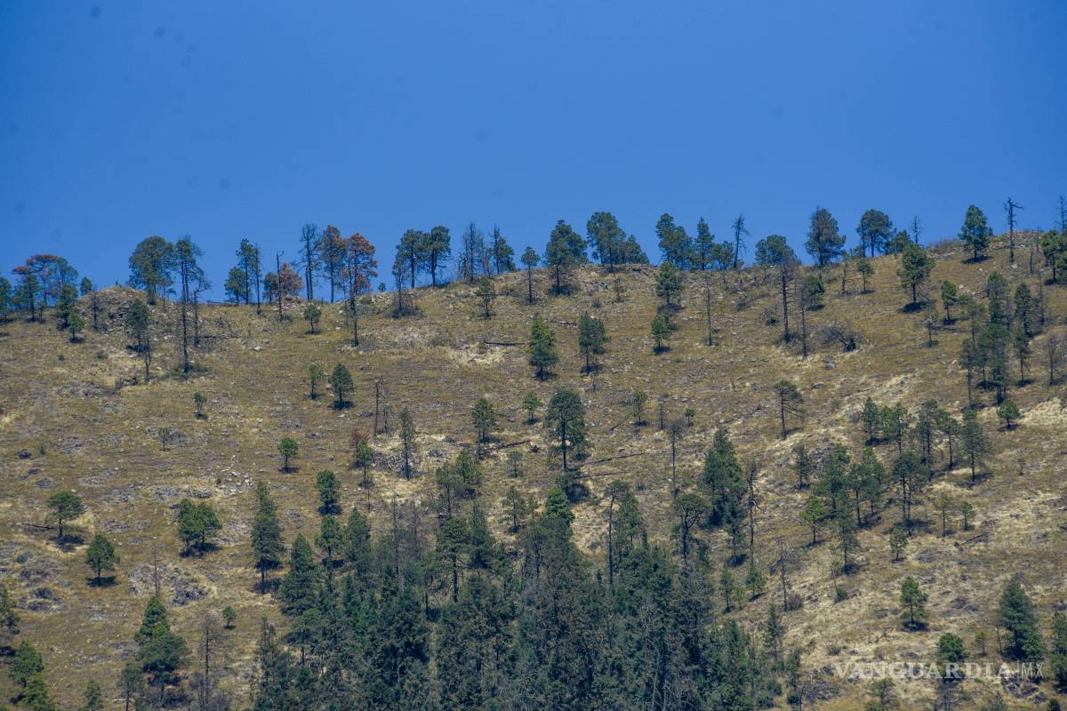 Pierde México 5.5 millones de hectáreas de bosque en 25 años
