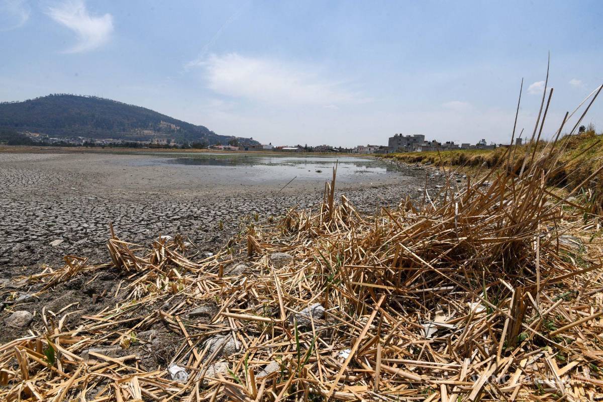 Ante larga sequía en Coahuila, expertas recomiendan la reforestación y conjuntar esfuerzos