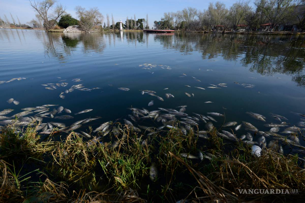 Peces mueren de frío en lago de Ciudad Deportiva de Saltillo