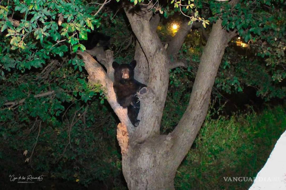 Una mamá oso y sus tres crías “visitan” colonia de Saltillo; vecinos los sorprenden