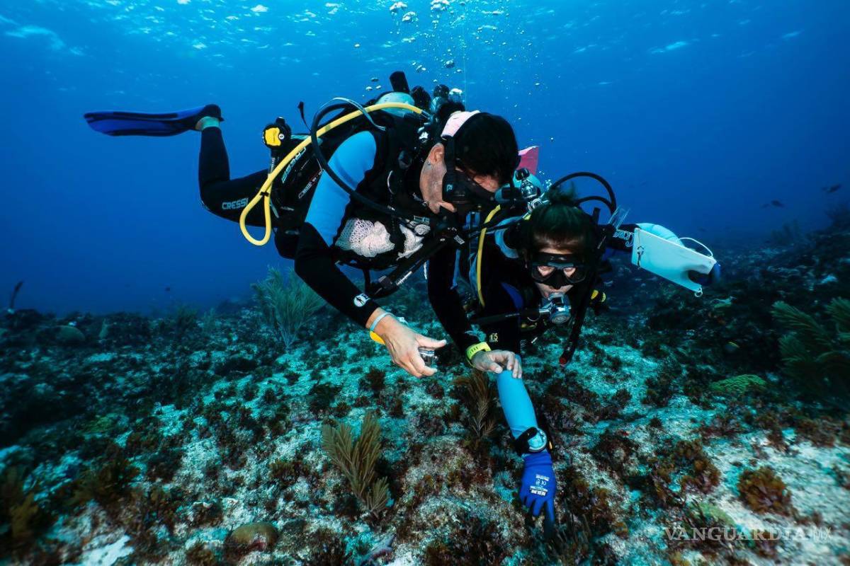 La altamar será protegida, aprueban tratado internacional en la ONU