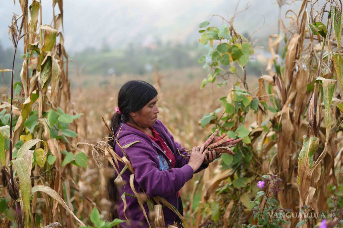 Sin amapola solo queda el éxodo de poblado de Guerrero