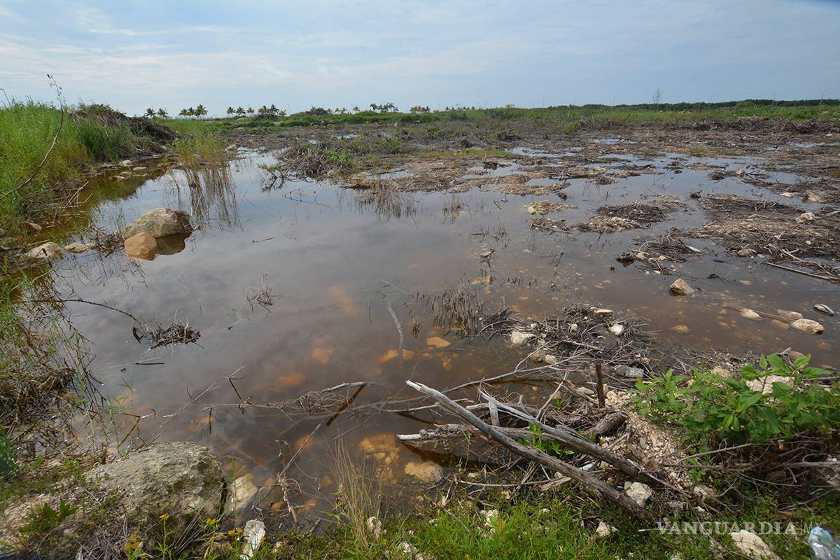 Ya pasó un año y la devastación en Tajamar sigue, las especies siguen en riesgo y nadie pagó el daño