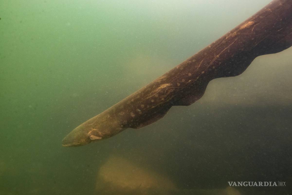 Esta anguila generar 860 voltios de electricidad