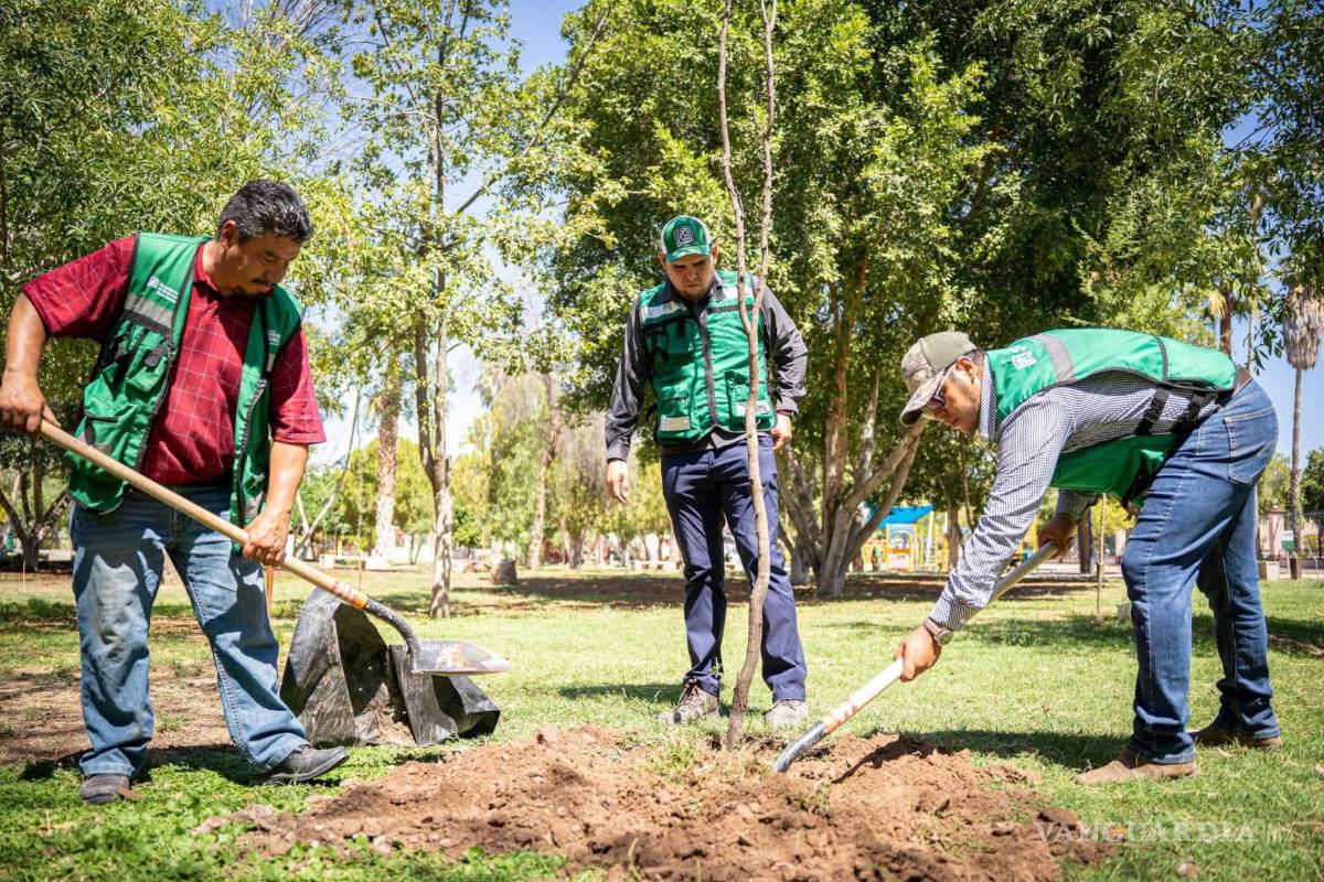 Plantan 490 árboles en Torreón para mejorar áreas verdes estratégicas