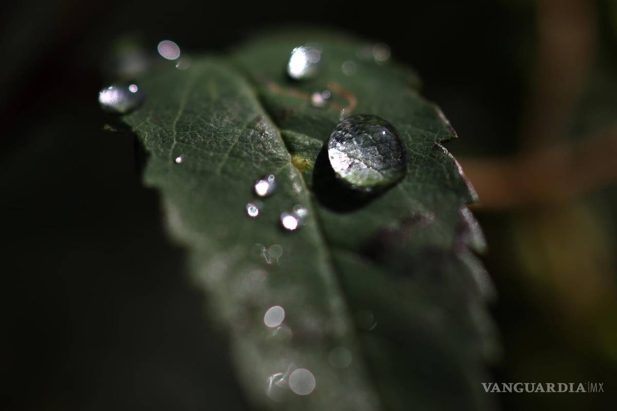‘Tiny Forests’, bosques urbanos que buscan ser una solución verde para oxigenar las grandes ciudades