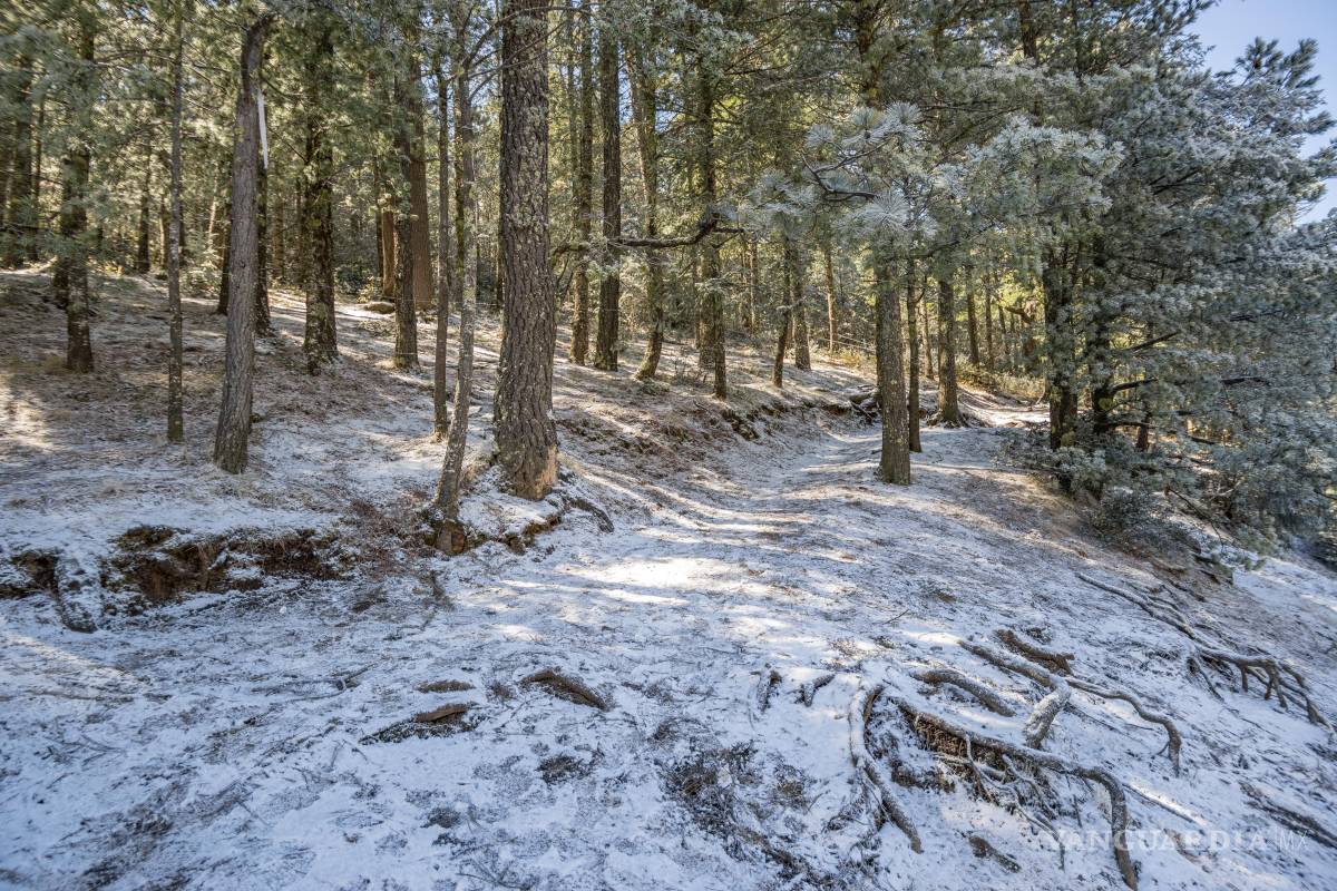¿Nevadas en abril? Prepárese; pronostican caída de aguanieve en Coahuila