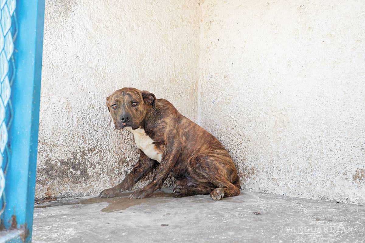 De Saltillo, la mayoría de las denuncias por maltrato animal