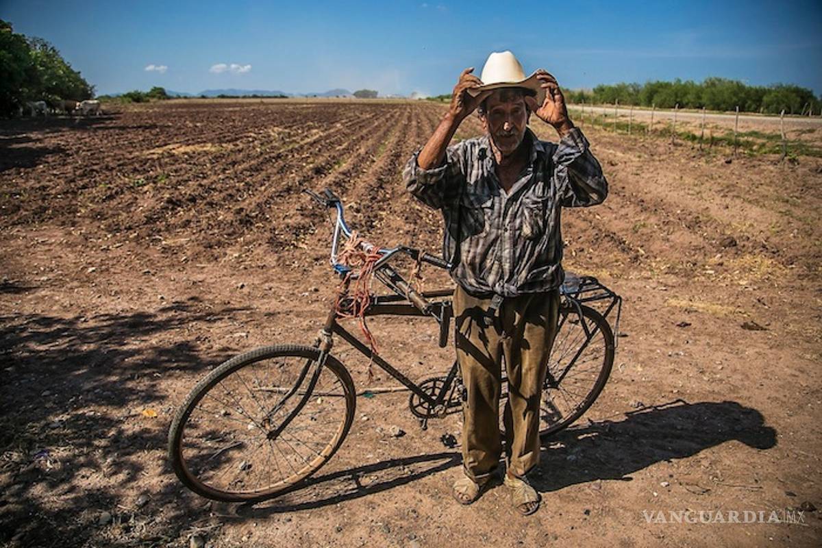 Sequía afecta cosechas de frijol y maíz, prevén aumento en importaciones