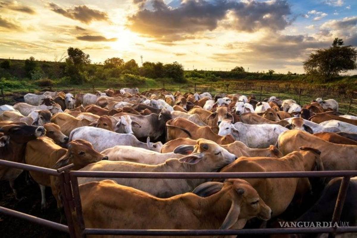 Gusano barrenador dispara 25% los costos del sector pecuario en México; impacta a productores de Coahuila