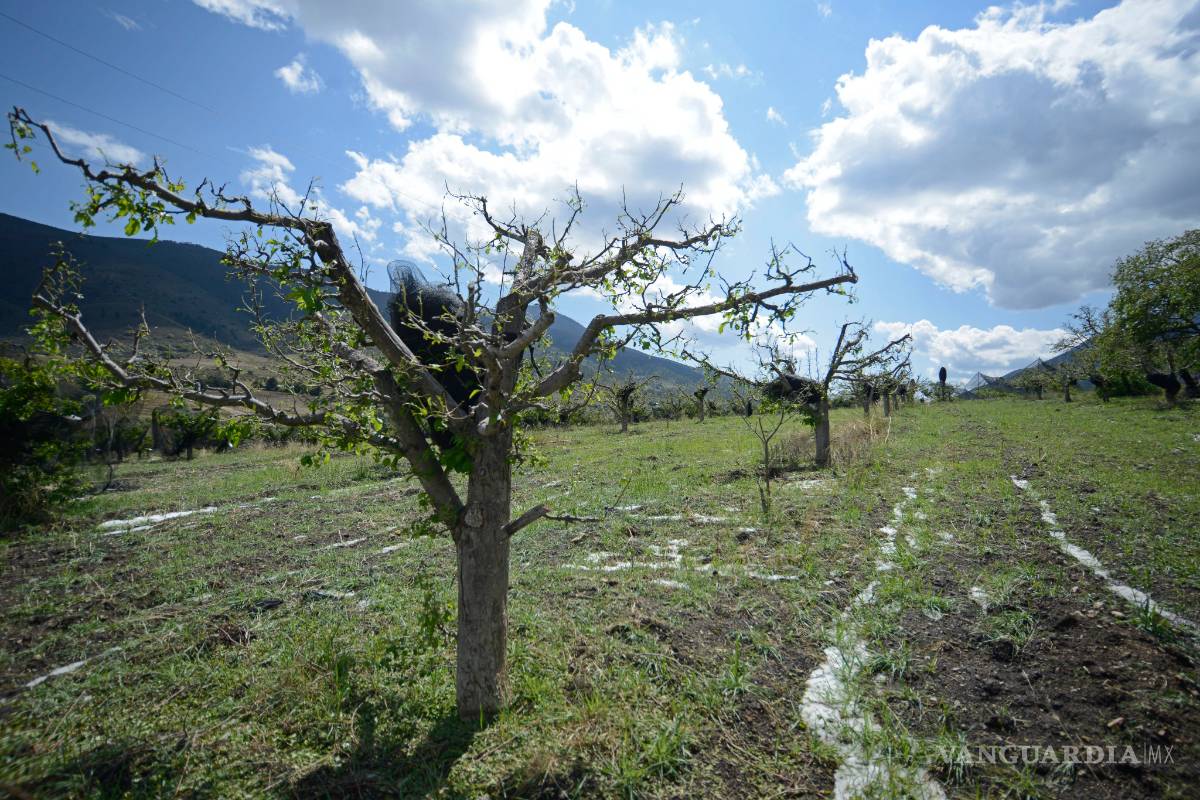 Activará Seder Seguro Catastrófico para apoyar con 2 mil 500 pesos por hectárea a manzaneros