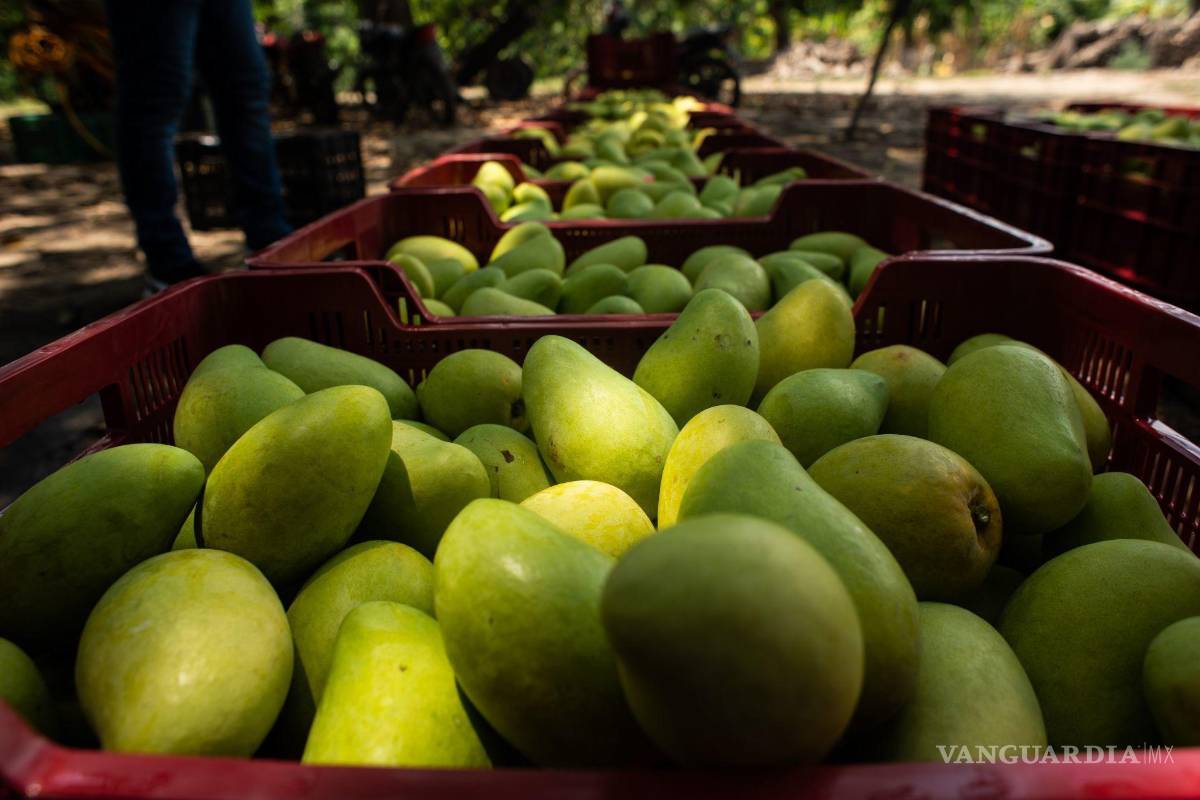 Incidente con inspectores de EU por aguacate en Michoacán, afecta exportaciones de mango
