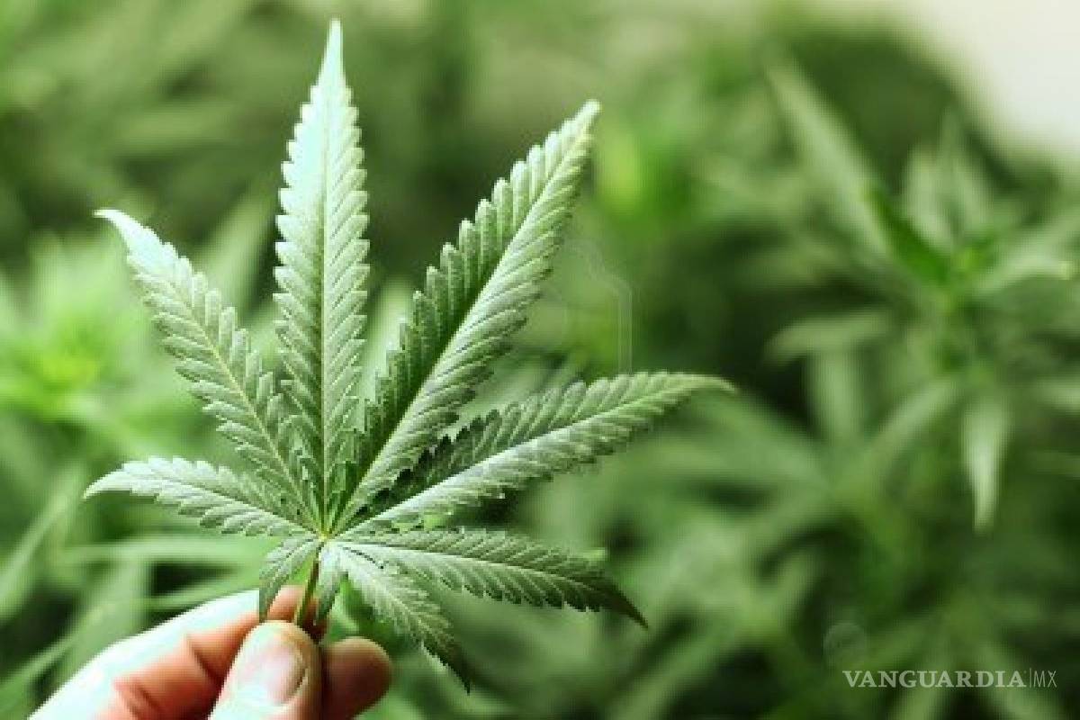 Chile autoriza mariguana para fines medicinales