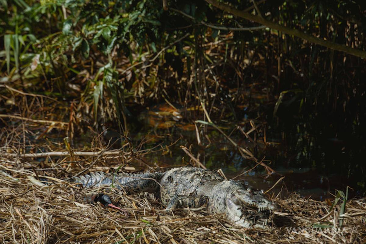 Pemex causa grave daño ambiental en Veracruz, derrame mata animales y obliga a evacuar