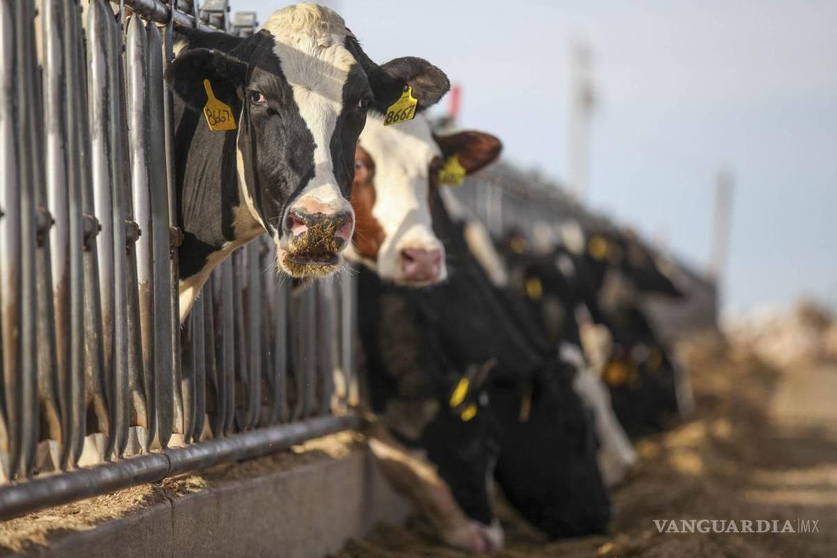 Estados Unidos prevé para 2026 un aumento de 2% en el volumen de producción de leche mexicana