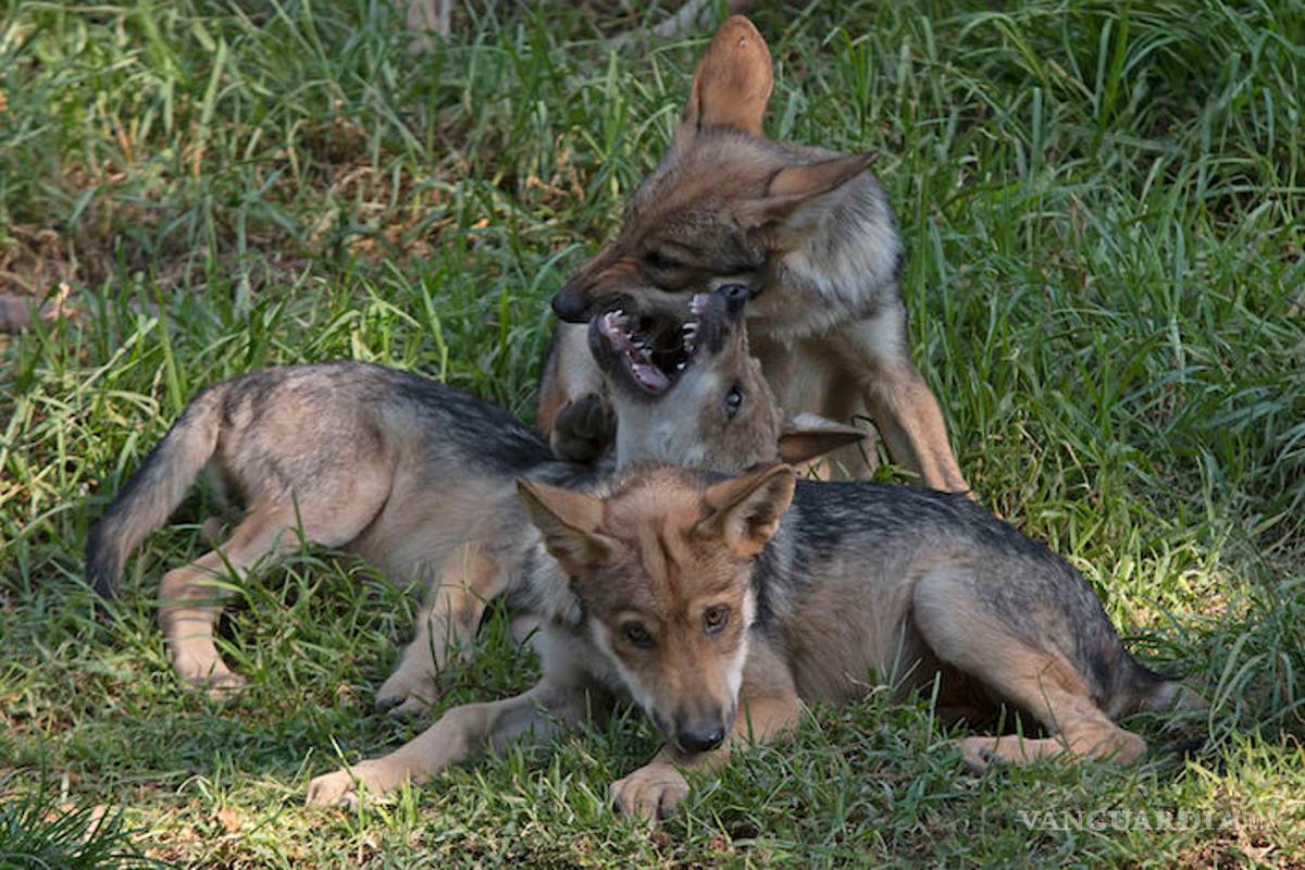 El Lobo mexicano, una frágil subespecie que lucha por sobrevivir a la extinción