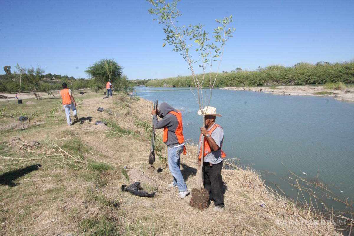 Después de 7 años se seca 'El Muro Verde' de Piedras Negras por falta de atención