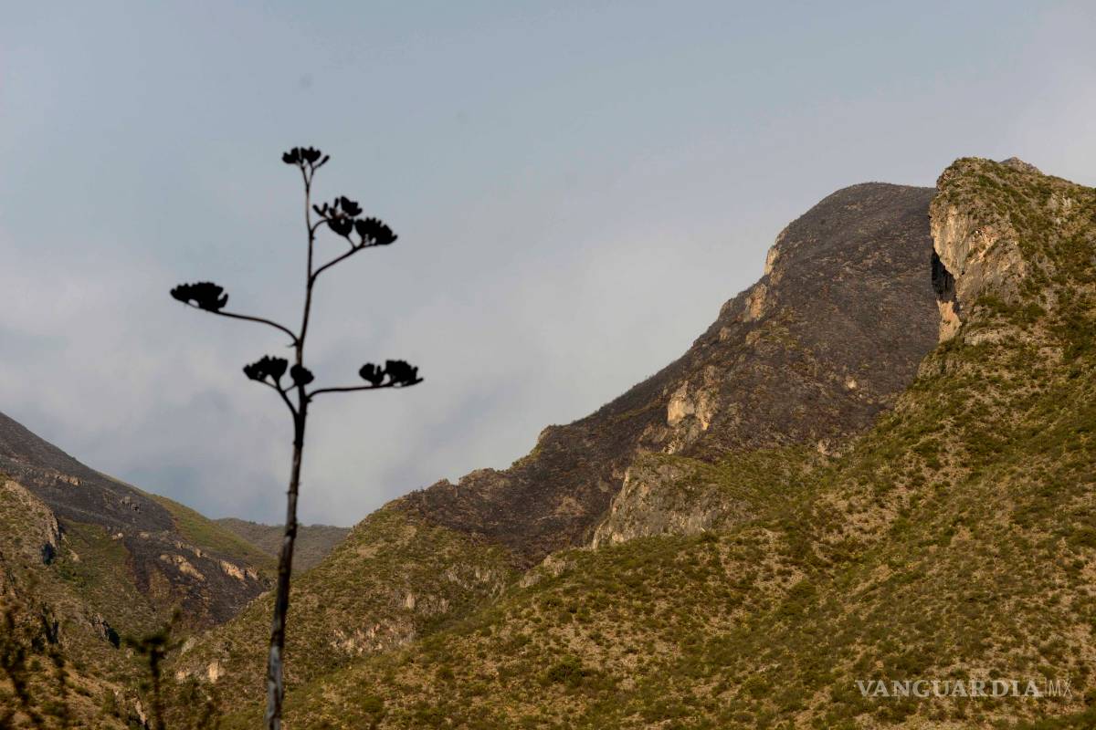 Se apaga por completo incendio en Sierra de Zapalinamé, anuncia Gobierno de Coahuila