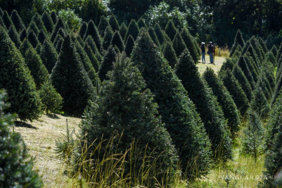 Navidad más cara en Saltillo: Precio del pino, por arriba de la inflación