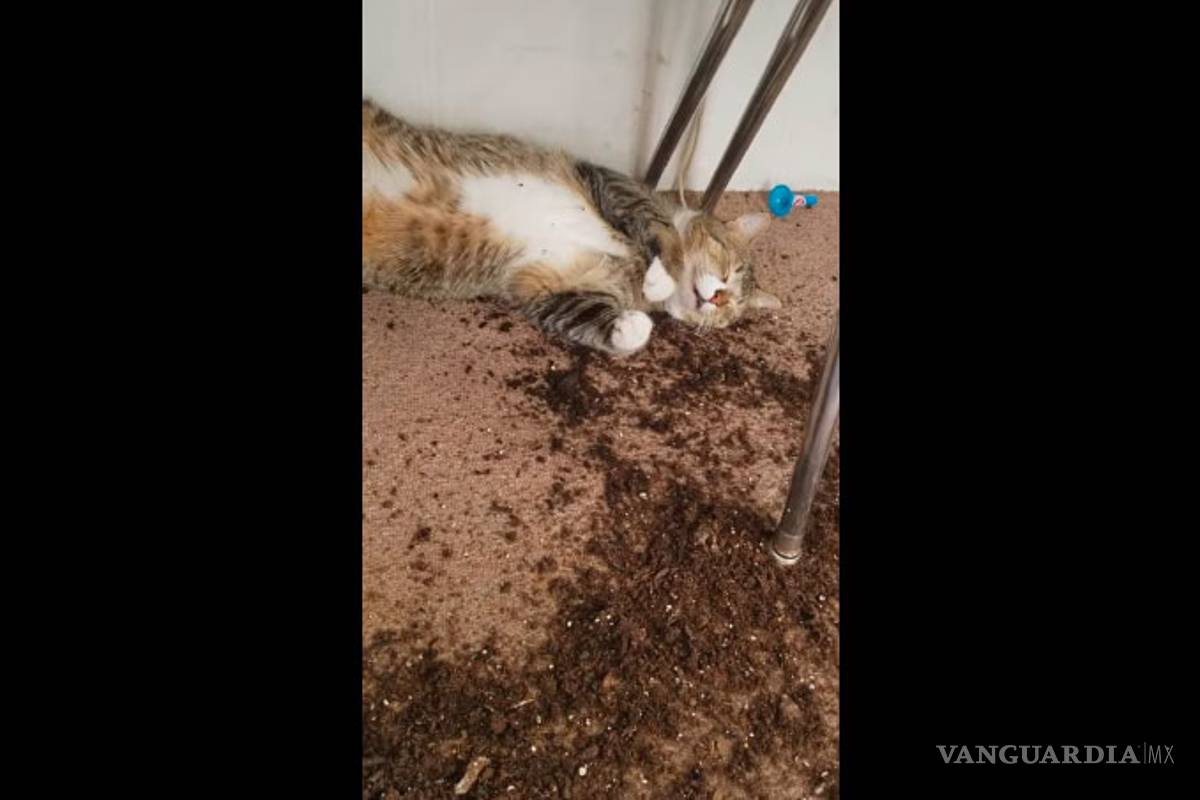 Gatos se dan un 'pasón' con marihuana (video)