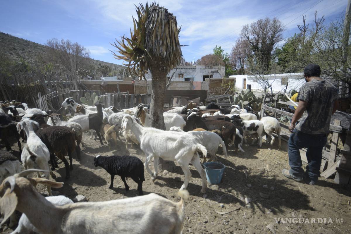 Aseguran que ataques a ganado son de un 'hombre que se transforma en lobo'