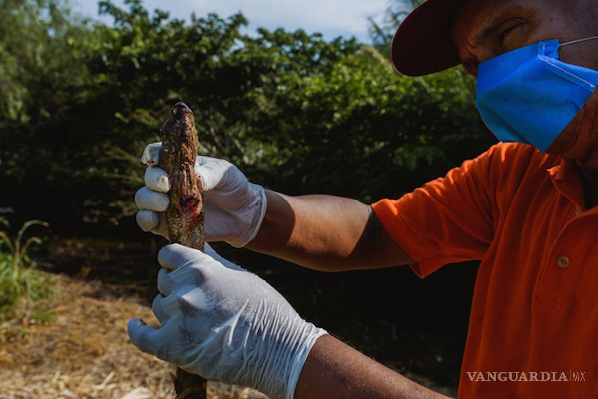 $!Pemex causa grave daño ambiental en Veracruz, derrame mata animales y obliga a evacuar