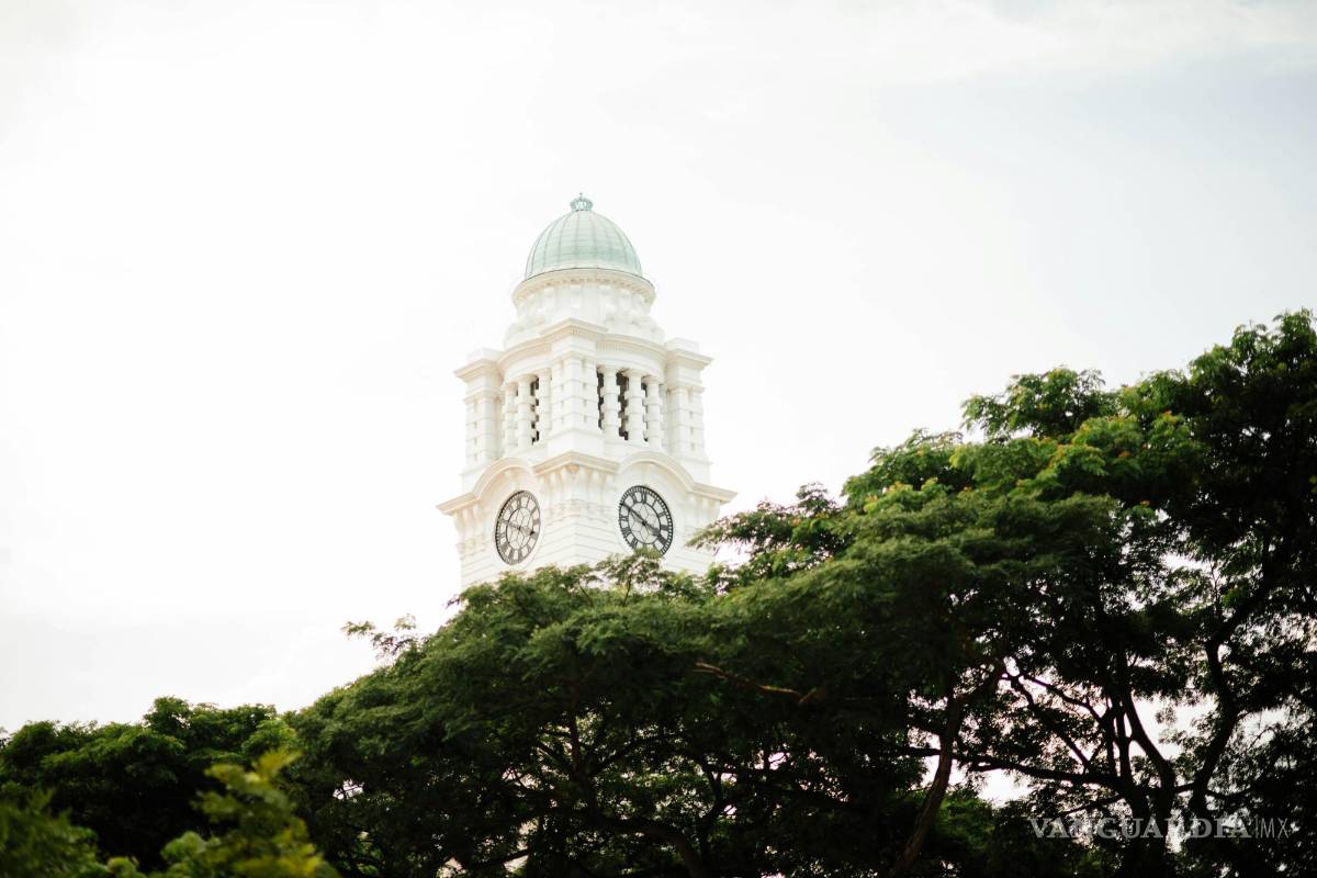 Por qué se le mueren las plantas y no tiene tiempo para hacer caldo