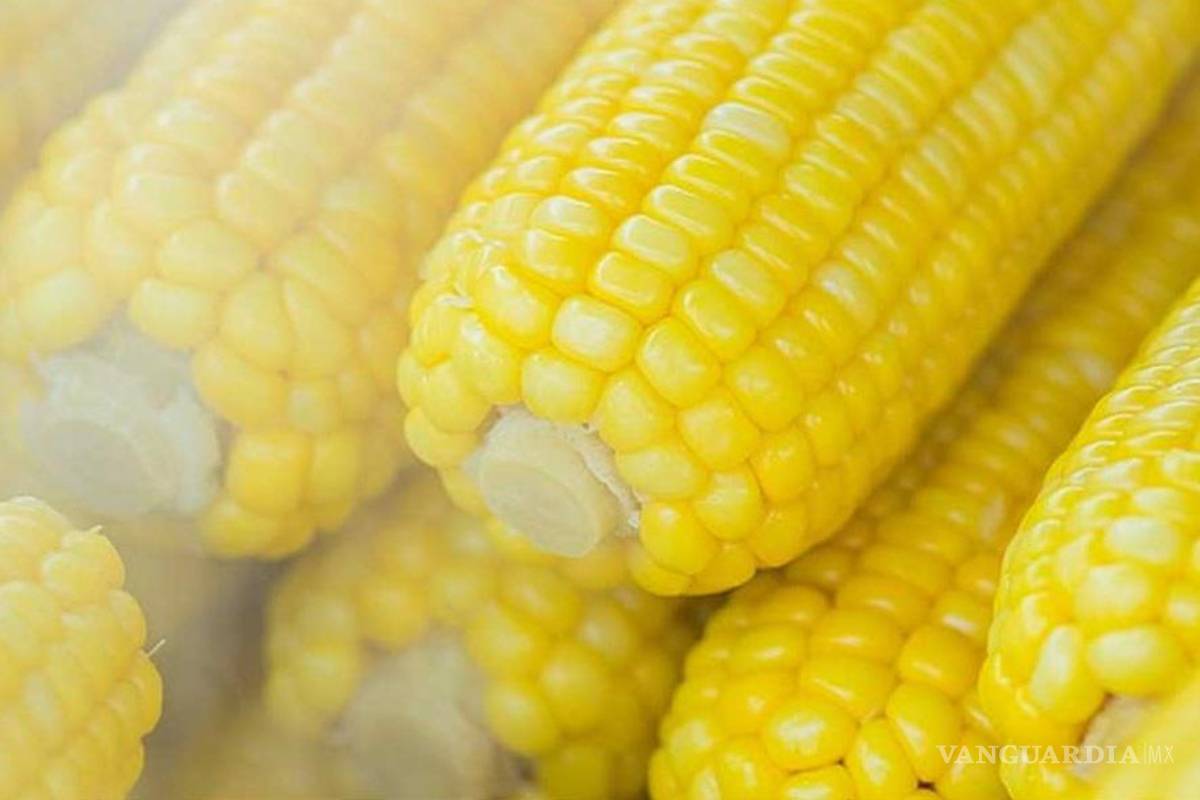 EU no presentó evidencia de que maíz transgénico no afecte la salud: México