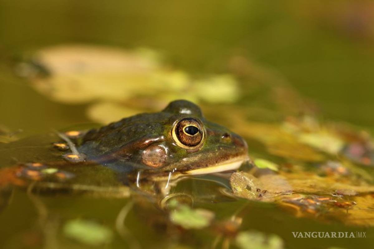 El calentamiento global amenaza con que solo haya tortugas verde hembra
