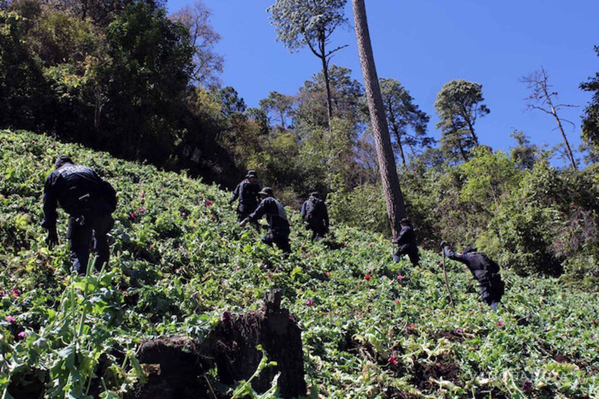 El 79% de la amapola que Sedena destruyó en 2018 es de Guerrero, y de sus zonas con más pobreza