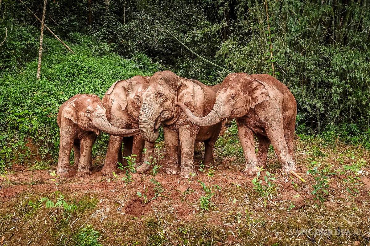 COP15 aprueba la Declaración Kunming para reforzar protección de biodiversidad