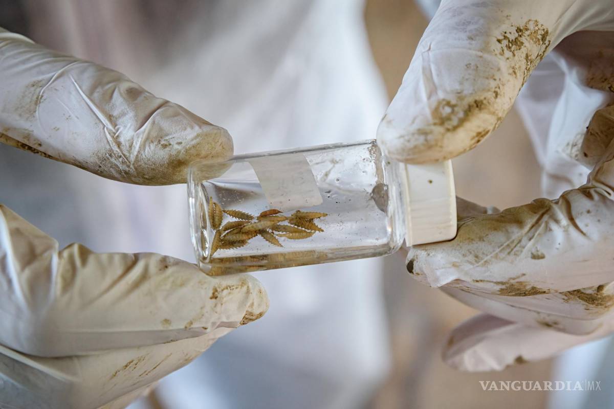 ¿Sabías que los gusanos pueden resolver un asesinato?