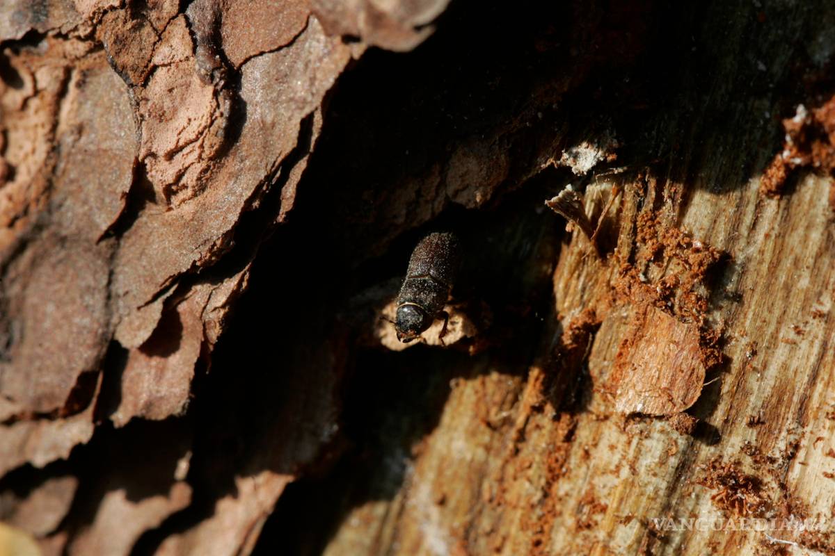 El descortezador, principal enemigo de los bosques de Coahuila