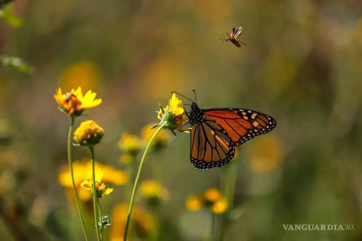 Acuña: alumnos participan en experiencia internacional sobre la conservación de la mariposa monarca