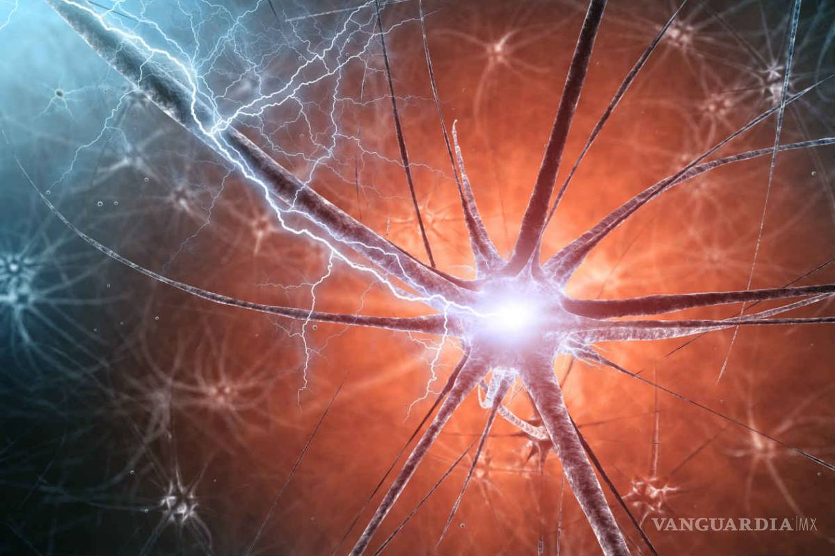 Científicos transfieren recuerdos entre seres vivos