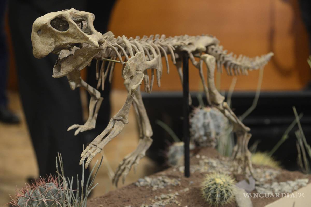 Recibe MUDE nuevo fósil de dinosaurio para promover a Coahuila