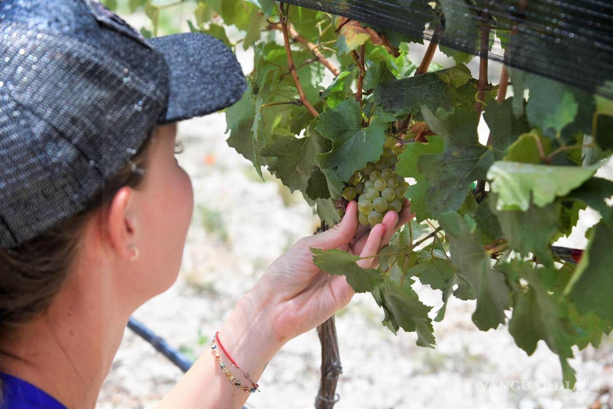 ‘Industria vitivinícola es fuerte y en crecimiento’