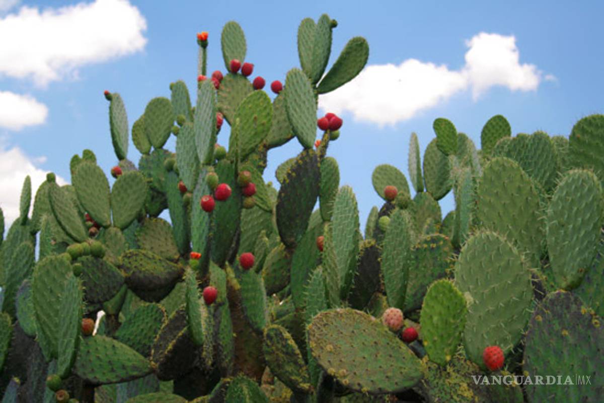 Estudiantes de preparatoria logran fabricar material de concreto sacado de la baba de nopal