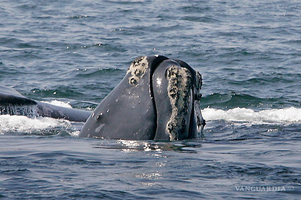 Ballenas francas podrían extinguirse